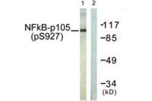 Western blot analysis of extracts from HeLa cells treated with LPS 100ng/ml 30', using NF-kappaB p105/p50 (Phospho-Ser927) Antibody. (NFKB1 Antikörper  (pSer927))