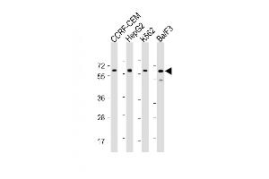 All lanes : Anti-Dyrk2 Antibody (C-term) at 1:2000 dilution Lane 1: CCRF-CEM whole cell lysate Lane 2: HepG2 whole cell lysate Lane 3: K562 whole cell lysate Lane 4: Ba/F3 whole cell lysate Lysates/proteins at 20 μg per lane. (DYRK2 Antikörper  (C-Term))
