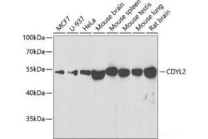 Western blot analysis of extracts of various cell lines using CDYL2 Polyclonal Antibody at dilution of 1:500. (CDYL2 Antikörper)