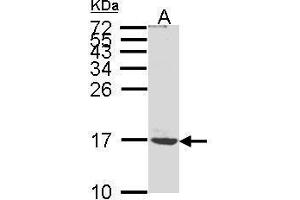 WB Image Sample (30μg whole cell lysate) A:MOLT4 , 15% SDS PAGE antibody diluted at 1:1000 (ATP5G1 Antikörper  (Center))