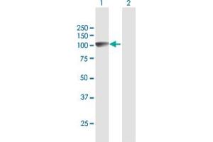Western Blotting (WB) image for anti-Golgin A1 (GOLGA1) (AA 1-767) antibody (ABIN950003)