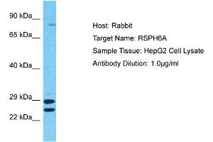 Host: Rabbit Target Name: RSPH6A Sample Tissue: Human HepG2 Whole Cell Antibody Dilution: 1ug/ml (RSPH6A Antikörper  (C-Term))