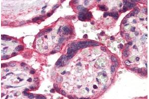 Anti-ERAP1 / ARTS1 antibody  ABIN1048576 IHC staining of human placenta.