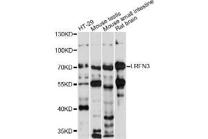 Western blot analysis of extracts of various cell lines, using LRFN3 antibody (ABIN6290576) at 1:1000 dilution. (LRFN3 Antikörper)