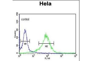 LUM Antibody (N-term) (ABIN391881 and ABIN2841701) flow cytometric analysis of Hela cells (right histogram) compared to a negative control cell (left histogram).