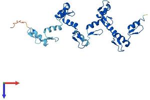ZNF146 Protein (AA 1-292) (His tag)