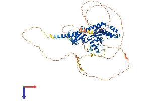 CACNB1 Protein (AA 1-598) (His tag)
