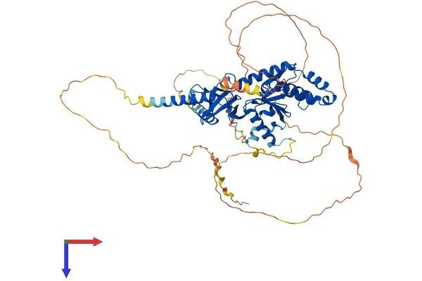 CACNB1 Protein (AA 1-598) (His tag)