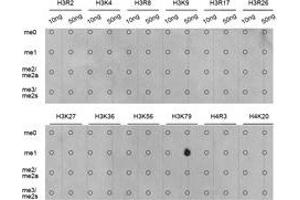 Dot-blot analysis of all sorts of methylation peptides using H3K79me1 antibody. (Histone 3 Antikörper  (H3K79me))