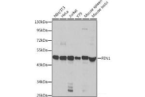 Western blot analysis of extracts of various cell lines using FEN1 Polyclonal Antibody at dilution of 1:1000. (FEN1 Antikörper)