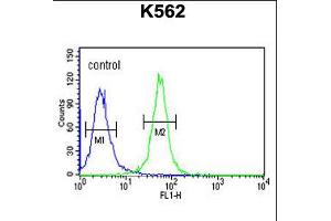 Flow cytometric analysis of K562 cells (right histogram) compared to a negative control cell (left histogram). (SPDYA Antikörper  (AA 147-175))