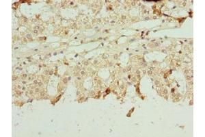 Immunohistochemistry of paraffin-embedded human adrenal gland tissue using ABIN7161430 at dilution of 1:100 (NETO2 Antikörper  (AA 378-525))