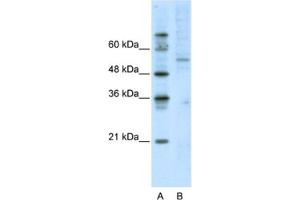 Western Blotting (WB) image for anti-Activating Transcription Factor 7 (AFT7) antibody (ABIN2461802) (AFT7 Antikörper)