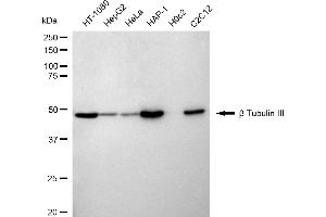 Western blotting analysis using beta Tubulin III antibody (ABIN7800669). (Rekombinanter TUBB3 Antikörper)
