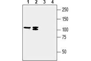 Western blot analysis of human MCF-7 breast adenocarcinoma (lanes 1 and 3) and human COLO 205 colon adenocarcinoma (lanes 2 and 4) cell line lysates: - 1,2.