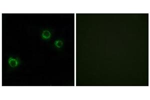 Immunofluorescence analysis of HUVEC cells, using CLDN6 antibody. (Claudin 6 Antikörper  (Internal Region))