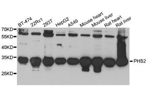 Western blot analysis of extracts of various cell lines, using PHB2 antibody. (Prohibitin 2 Antikörper  (AA 1-299))