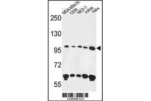 Western blot analysis in MDA-MB435,CEM,MCF-7,Jurkat,Hela cell line lysates (35ug/lane). (ANKFY1 Antikörper  (C-Term))
