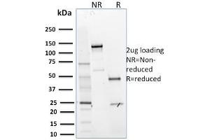 SDS-PAGE Analysis Purified MTF1 Mouse Monoclonal Antibody (MTF1/2649). (MTF1 Antikörper)