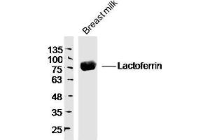 Human breast milk probed with Lactoferrin Polyclonal Antibody, unconjugated  at 1:300 overnight at 4°C followed by a conjugated secondary antibody at 1:10000 for 90 minutes at 37°C.
