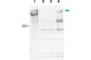 Western blot was performed on whole cell lysates from mouse embryonic stem cells (E14Tg2a) with Mll4 polyclonal antibody , diluted 1 : 500 in PBS-Tween containing 5% skimmed milk. (MLL4 Antikörper)