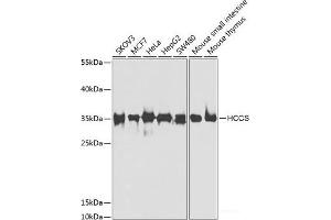 Western blot analysis of extracts of various cell lines using HCCS Polyclonal Antibody at dilution of 1:1000. (HCCS Antikörper)