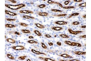 Anti- SLC12A1 Picoband antibody, IHC(P) IHC(P): Mouse Kidney Tissue (SLC12A1 Antikörper  (N-Term))