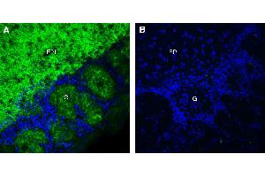 Expression of GPR26 in mouse olfactory bulb:Immunohistochemical staining of perfusion-fixed frozen mouse olfactory bulb using Anti-GPR26 Antibody (ABIN7581889), (1:300), followed by goat anti-rabbit-AlexaFluor-488. (GPR26 Antikörper  (Intracellular))