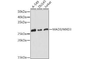 Western blot analysis of extracts of various cell lines, using M/MXD3 Rabbit mAb (ABIN7268429) at 1:1000 dilution. (MXD3 Antikörper)