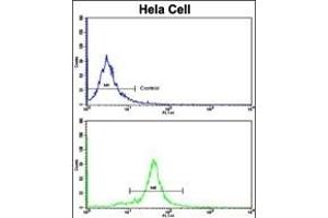 Flow cytometric analysis of hela cells using GOLPH3 Antibody (N-term)(bottom histogram) compared to a negative control cell (top histogram). (GOLPH3 Antikörper  (N-Term))