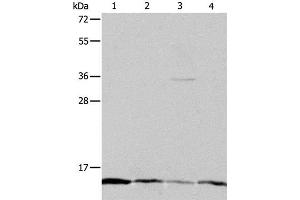 Western Blot analysis of Hela, Jurkat, MCF7 and A431 cell using ATPIF1 Polyclonal Antibody at dilution of 1:1200 (ATPase Inhibitory Factor 1 Antikörper)