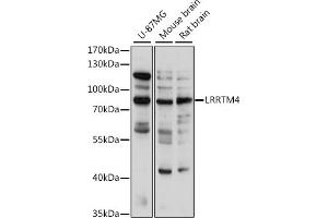 Western blot analysis of extracts of various cell lines, using LRRTM4 antibody (ABIN7268224) at 1:1000 dilution. (LRRTM4 Antikörper  (AA 310-420))