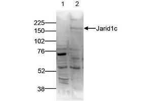 Western Blot of anti-Jarid1c antibody Western Blot results of Rabbit anti-Jarid1c antibody. (KDM5C Antikörper)