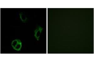 Immunofluorescence analysis of COS7 cells, using OR51I1 Antibody. (OR51I1 Antikörper  (AA 265-314))