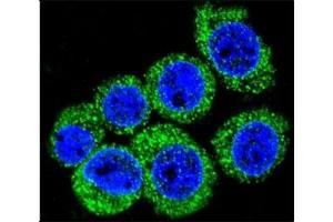 Immunofluorescence (IF) image for anti-Leptin (LEP) (AA 8-37) antibody (ABIN3031600)