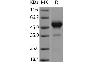 Western Blotting (WB) image for Interferon gamma (IFNG) (Active) protein (Fc Tag) (ABIN7196260) (Interferon gamma Protein (IFNG) (Fc Tag))