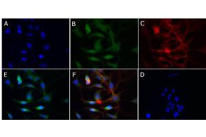 Immunofluorescence of Rabbit Anti-Cytochrome p450 Antibody Immunofluorescence of Rabbit Anti-Cytochrome p450 Antibody. (Cytochrome P450 Antikörper)