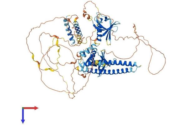 AFAP1L1 Protein (AA 1-768) (His tag)