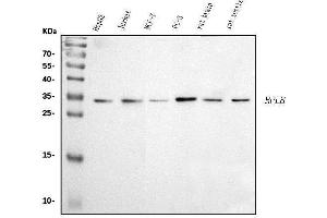Western blot analysis of RPL8 using anti-RPL8 antibody (ABIN7601179). (RPL8 Antikörper  (AA 3-257))