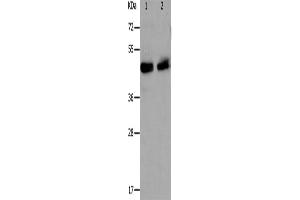 Western Blotting (WB) image for anti-PRKC, Apoptosis, WT1, Regulator (PAWR) antibody (ABIN2426325) (PAWR Antikörper)