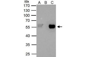IP Image TAF7 antibody immunoprecipitates TAF7 protein in IP experiments. (TAF7 Antikörper  (Center))