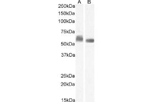 (ABIN7505830) (1 μg/mL) staining of K562 (A) and (0. (STAM Antikörper)