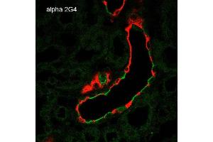 Immunohistochemistry analysis using Mouse Anti-ENaC alpha Monoclonal Antibody, Clone 2G4 . (SCNN1A Antikörper  (AA 46-68) (PE))