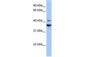 Image no. 1 for anti-Neuronal Differentiation 1 (NEUROD1) (C-Term) antibody (ABIN6742749) (NEUROD1 Antikörper  (C-Term))