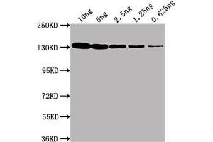 Western Blot Positive WB detected in Recombinant protein (10 ng, 5 ng, 2. (LacZ Antikörper)
