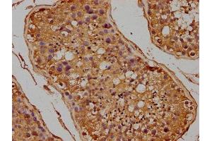 IHC image of ABIN7152998 diluted at 1:100 and staining in paraffin-embedded human testis tissue performed on a Leica BondTM system. (FLCN Antikörper  (AA 291-579))