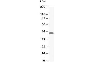 Western blot testing of MAPK1/3 antibody and HeLa cell lysate (ERK1/2 Antikörper  (N-Term))