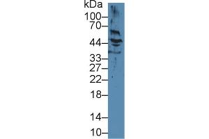 Western Blot; Sample: Human Hela cell lysate; Primary Ab: 2µg/ml Mouse Anti-Human KRT17 Antibody Second Ab: 0. (KRT17 Antikörper)
