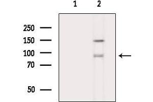 Western blot analysis of lysates from COLO205 cells, using CD22 Mouse Monoclonal Antibody.
