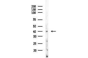 anti-Ring Finger Protein 41 (RNF41) (Internal Region) antibody